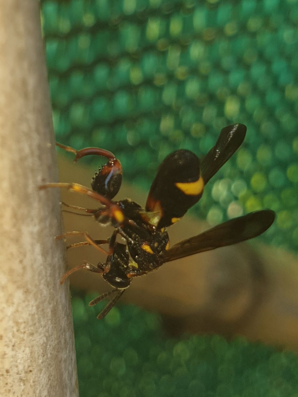 Leucospidae che attenzionano un nido di Isodontia mexicana